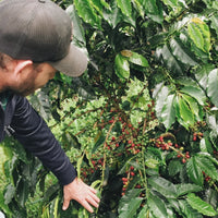 Colombia Sebastian Ramirez - Red Fruit Co-Fermentation (Early-Release)