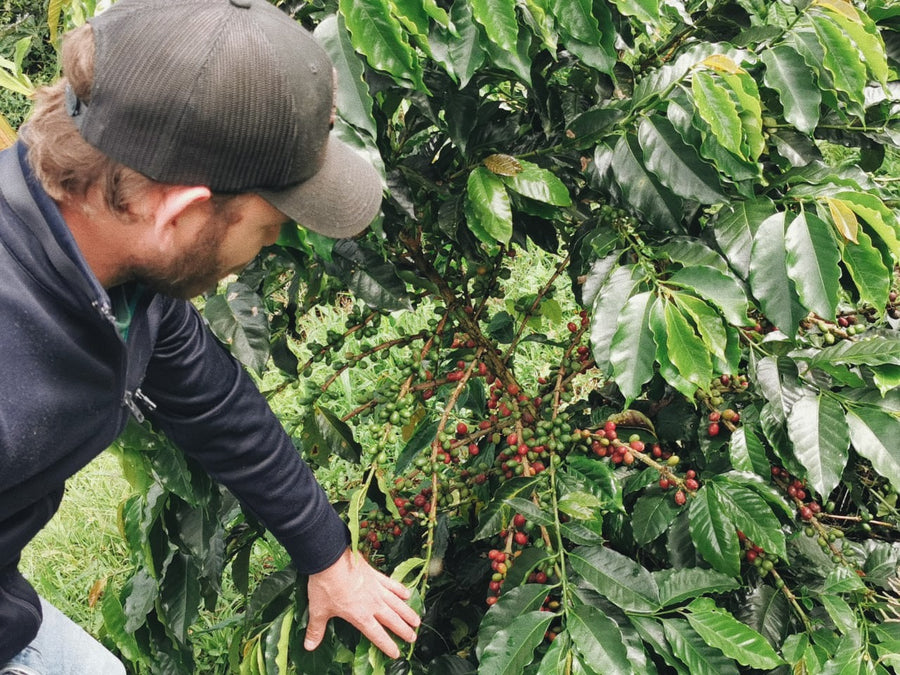 Colombia Sebastian Ramirez - Red Fruit Co-Fermentation (Early-Release)