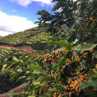 Brazil Minas Gerais Peaberry