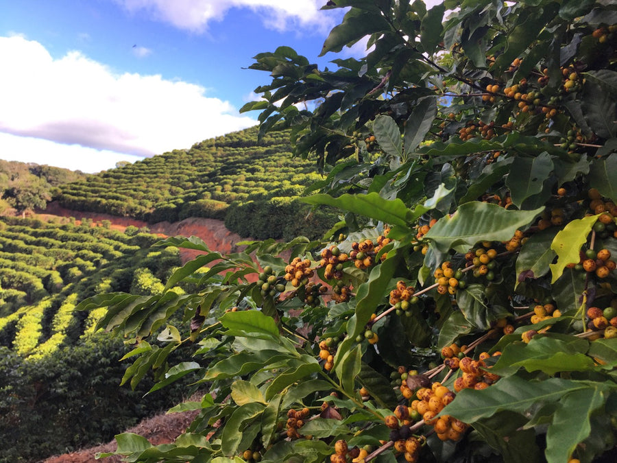 Brazil Minas Gerais Peaberry