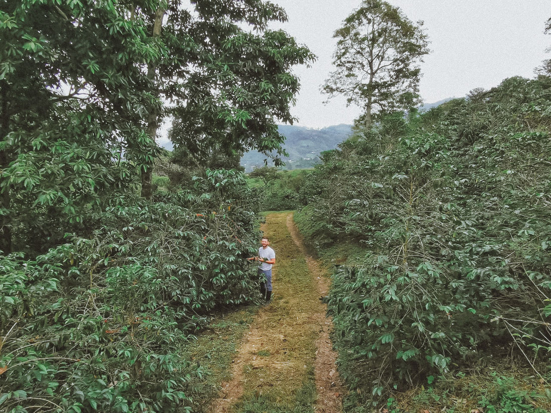 Colombia Sebastian Ramirez - Red Fruit Co-Fermentation (Early-Release)