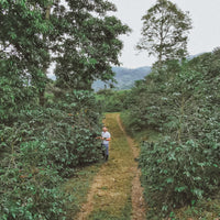 Colombia Sebastian Ramirez - Red Fruit Co-Fermentation (Early-Release)