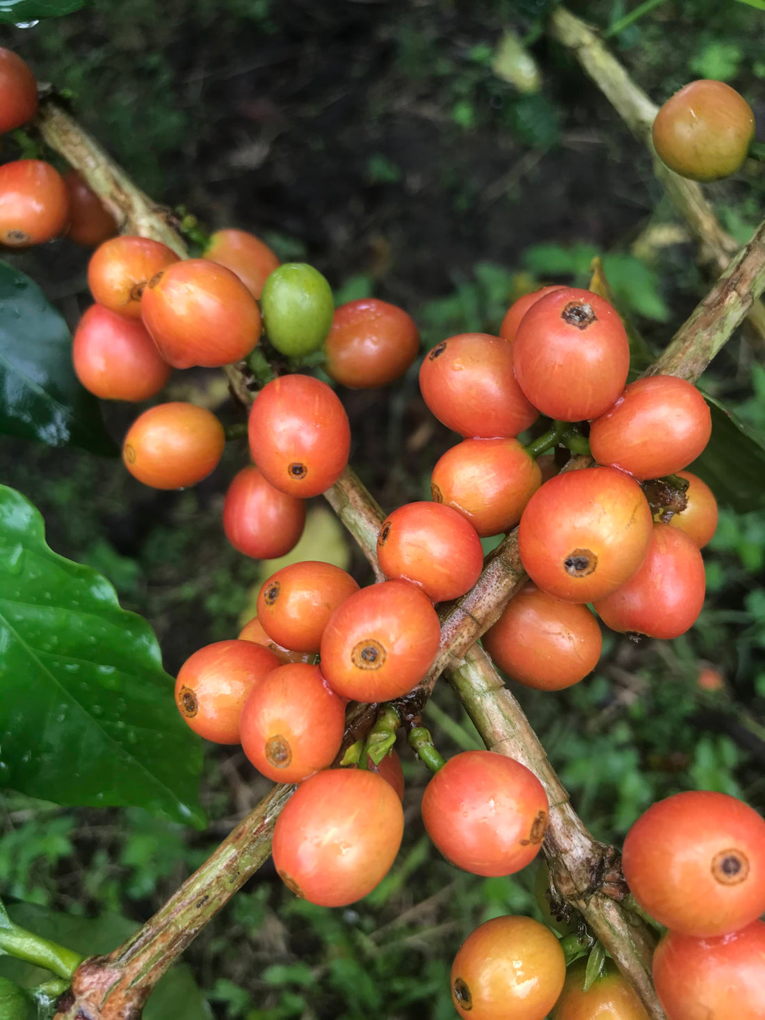 Colombia Sebastian Ramirez - Red Fruit Co-Fermentation (Early-Release)