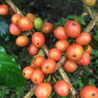 Colombia Sebastian Ramirez - Red Fruit Co-Fermentation (Early-Release)